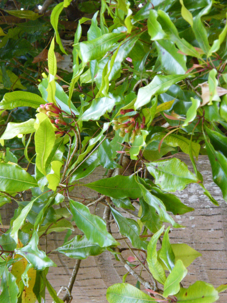 Giroflier des Moluques